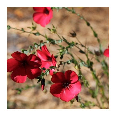 LIN A GRANDE FLEUR ROUGE