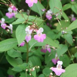 IMPATIENS BALFOURI