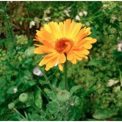 SOUCI DOUBLE DES JARDINS (CALENDULA) jaune orange