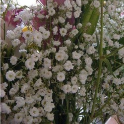 GYPSOPHILE ROIS DES HALLES