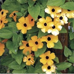 THUNBERGIA ORANGE (SUZANNE AUX YEUX NOIRS)