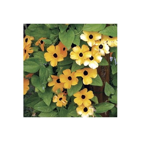 THUNBERGIA ORANGE (SUZANNE AUX YEUX NOIRS)