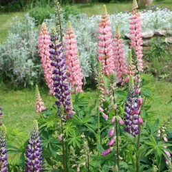 LUPIN POLYPHYLLE HYBRIDE DE RUSSEL