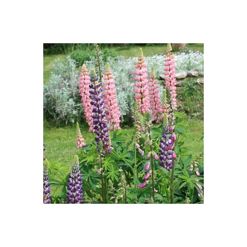 LUPIN POLYPHYLLE HYBRIDE DE RUSSEL