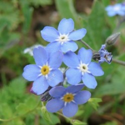 MYOSOTIS DES ALPES