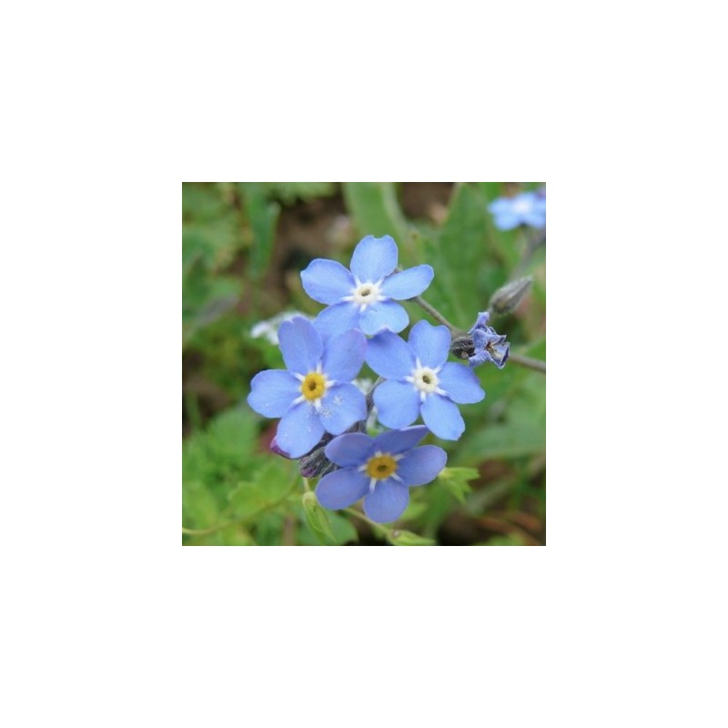 MYOSOTIS DES ALPES