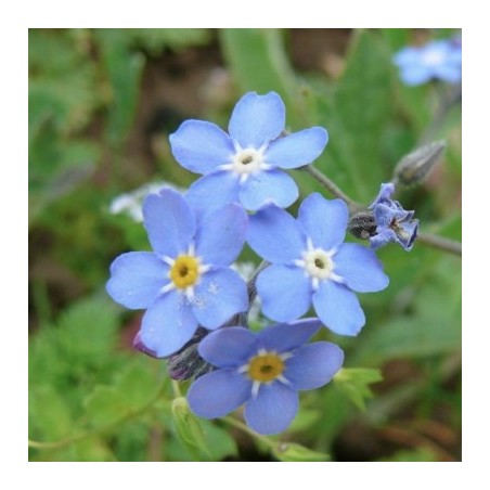 MYOSOTIS DES ALPES