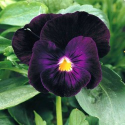 PENSEE GEANTE DE SUISSE VIOLETTE