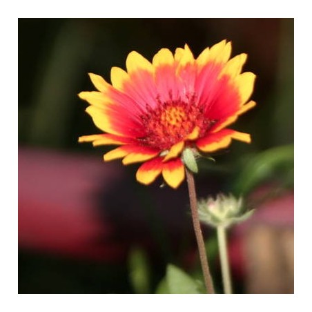 GAILLARDE GAILLARDE