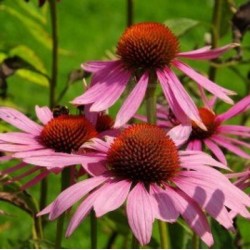 ECHINACEE POURPRE (ECHINACEA PURPUREA)