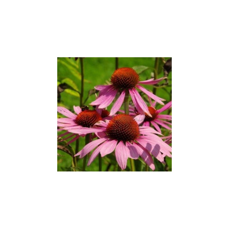 ECHINACEE POURPRE (ECHINACEA PURPUREA)