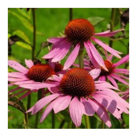 ECHINACEE POURPRE (ECHINACEA PURPUREA) ECHINACEE POURPRE (ECHINACEA PURPUREA)