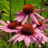 ECHINACEE POURPRE (ECHINACEA PURPUREA)