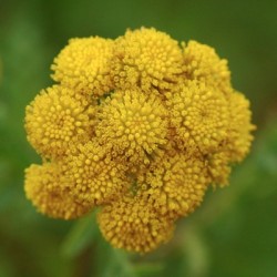 TANAISIE