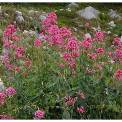 VALERIANE OFFICINALE