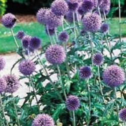 ECHINOPS RITRO