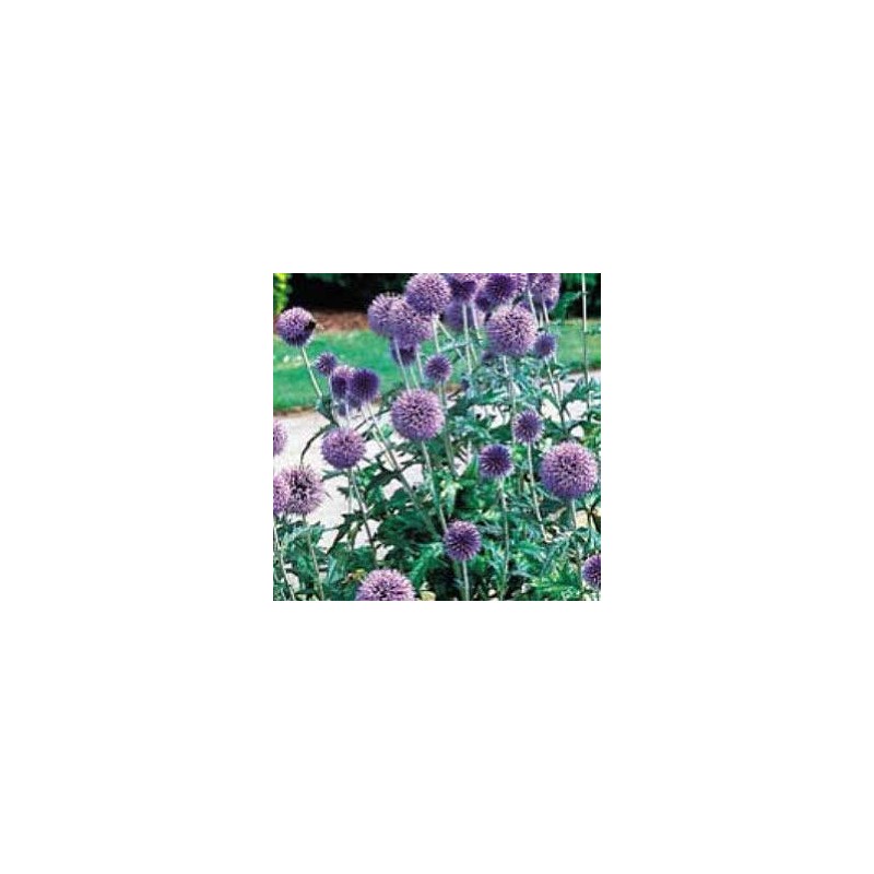 ECHINOPS RITRO