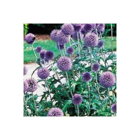 ECHINOPS RITRO ECHINOPS RITRO