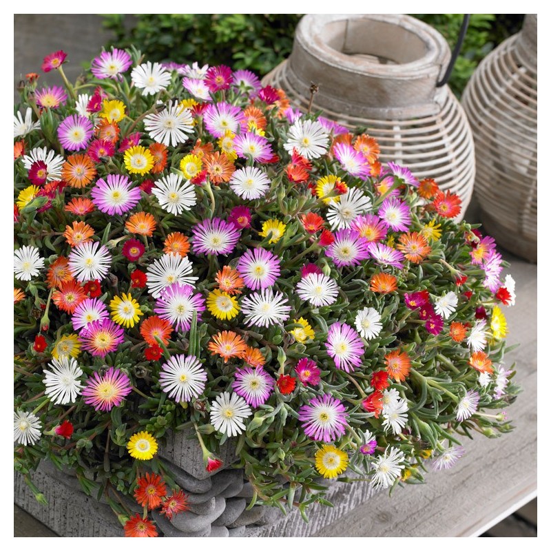 FICOIDE COLORIS VARIES