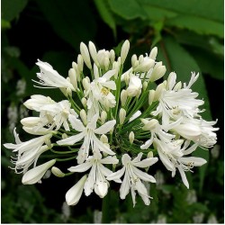 AGAPANTHE BLANCHE