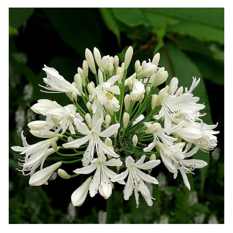 AGAPANTHE BLANCHE