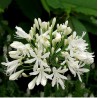 AGAPANTHE BLANCHE