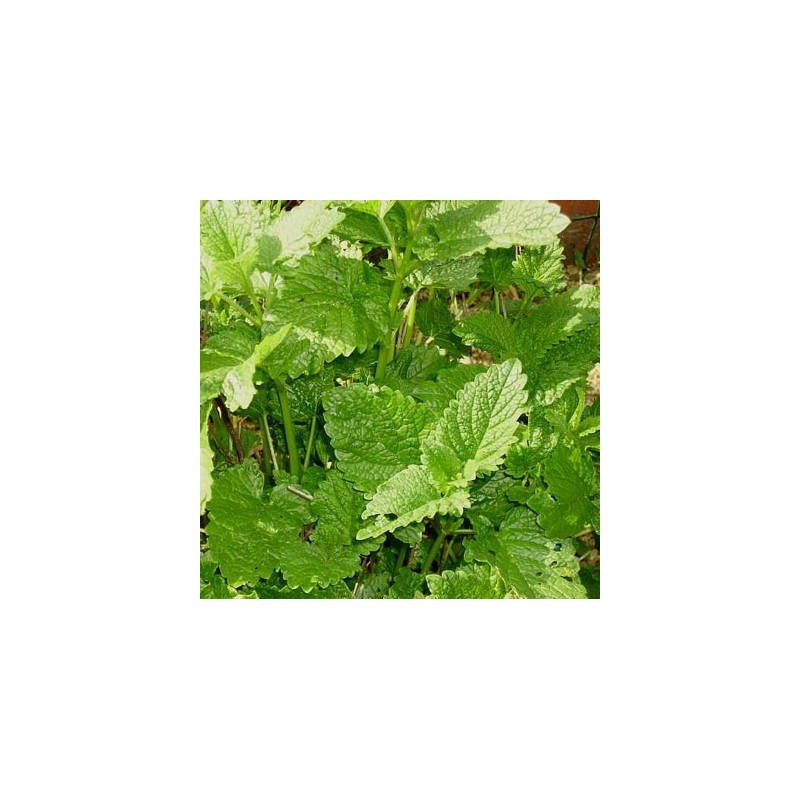 MELISSE OFFICINALE