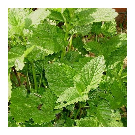MELISSE OFFICINALE