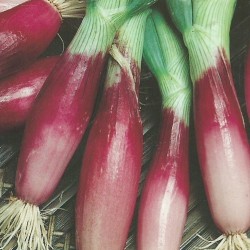 CIBOULE COMMUNE ROUGE