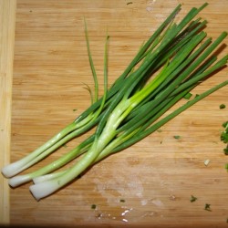 CIBOULETTE DE CHINE OU CIBOULAIL