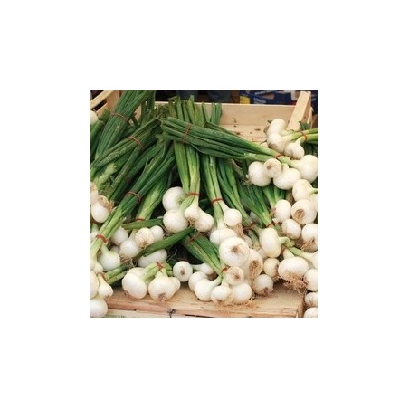 CIBOULE BLANCHE CIBOULE BLANCHE