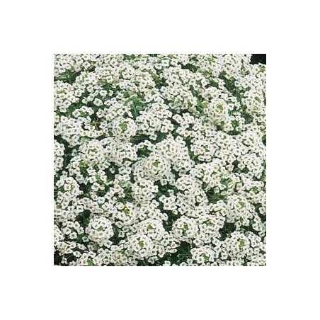 ALYSSE BLANC SNOW CHRYSTAL ALYSSE BLANC SNOW CHRYSTAL