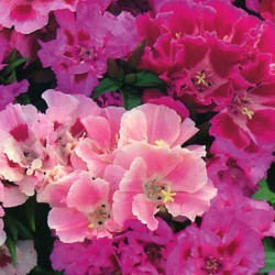 CLARKIA DOUBLE VARIE