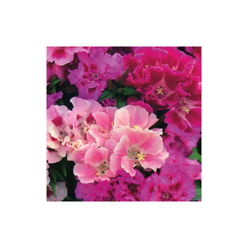 CLARKIA DOUBLE VARIE