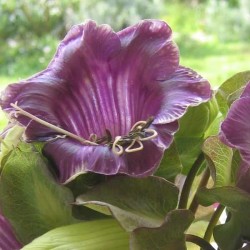 COBEE SCANDENS VIOLET