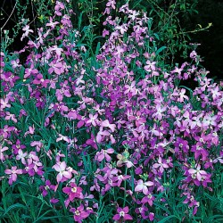 GIROFLEE ODORANTE NOCTURNE "MATTHIOLA BICORNIS"