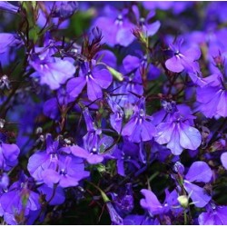 LOBELIA CHRYSTAL PALACE