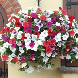 PETUNIA DES BALCONS COLORIS VARIES