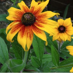 RUDBECKIA GLORIOSA DAISY