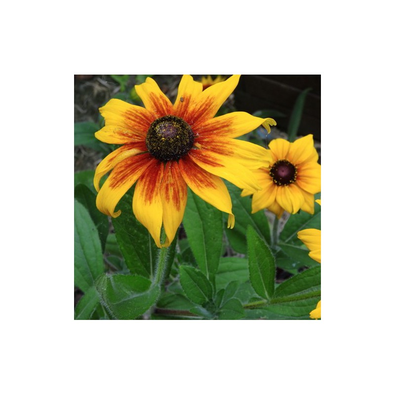 RUDBECKIA GLORIOSA DAISY