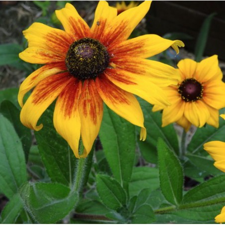 RUDBECKIA GLORIOSA DAISY RUDBECKIA GLORIOSA DAISY