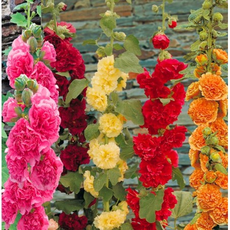 ROSE TREMIERE COLORIS VARIES ROSE TREMIERE COLORIS VARIES