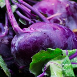 CHOU RAVE VIOLET DE VIENNE