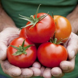 TOMATE MERVEILLE DES MARCHES