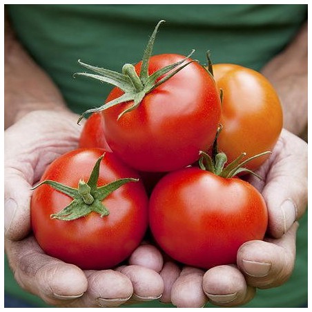 TOMATE MERVEILLE DES MARCHES TOMATE MERVEILLE DES MARCHES