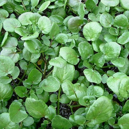 CRESSON JARDIN CRESSON JARDIN