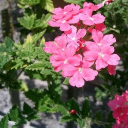 verveine hybride