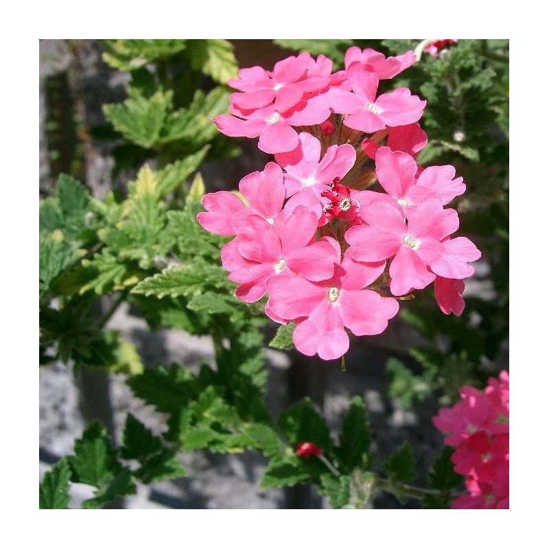verveine hybride