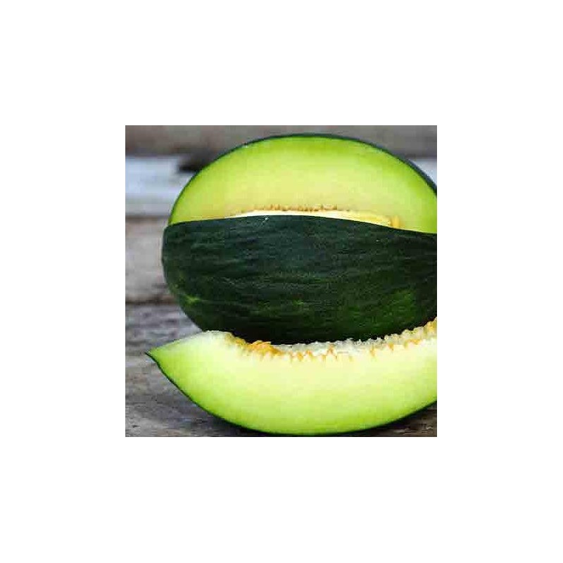 MELON TENDRAL VERDE