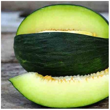 MELON TENDRAL VERDE MELON TENDRAL VERDE